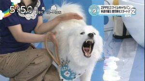 ジップの相棒犬 ジジとププはどうして吠えないの 声帯除去の噂も Hachibachi