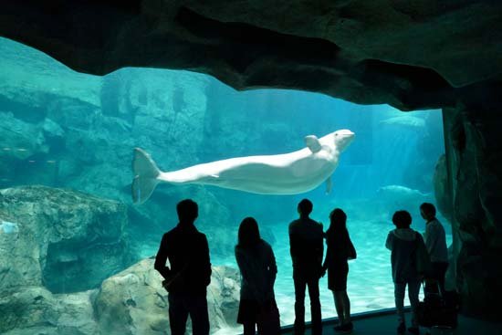 img 5a4a1a2cc7213.png?resize=412,232 - 水族館デートをするなら名古屋港がおすすめ