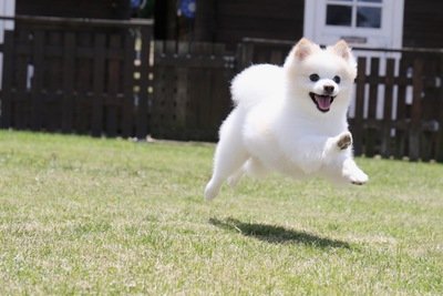 あなたは何犬 無料の犬占いがおもしろくてかわいい Hachibachi