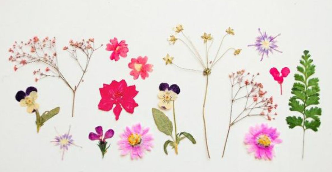 未経験者でも超簡単に作れる バラなどの押し花の作り方5選 Hachibachi