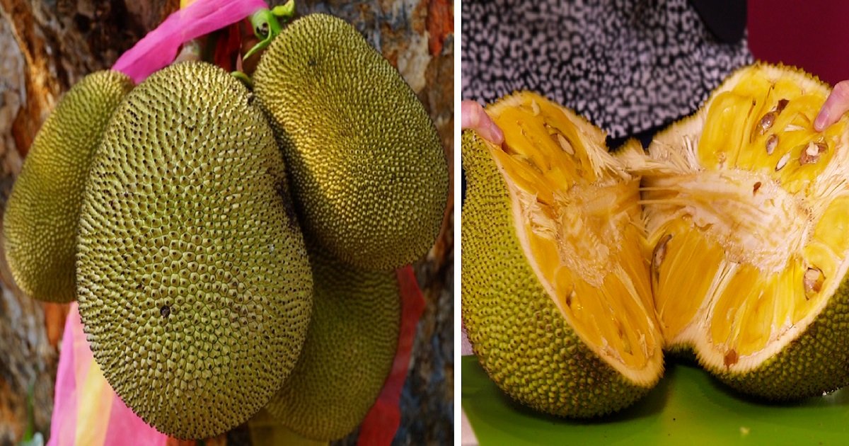 jackfruit3 1.jpg?resize=1200,630 - Exotic Fruit Called 'Jackfruit' Could Save Millions From Hunger! It Tastes Just Like Meat