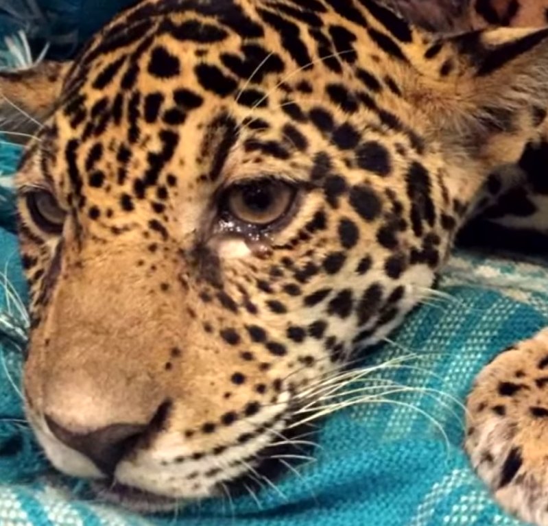 jaguar2