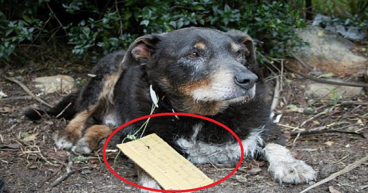 louie 1.jpg?resize=1200,630 - Dog Dubbed Hero After Disappearing For Several Hours Only To Rescue Another Dog