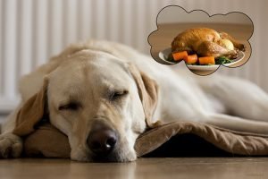 志村けんの 犬への愛 は凄まじい 自宅にワンちゃんの部屋まで作った Hachibachi 志村けんの 犬への愛 は凄まじい 自宅にワンちゃんの部屋まで作った Hachibachi