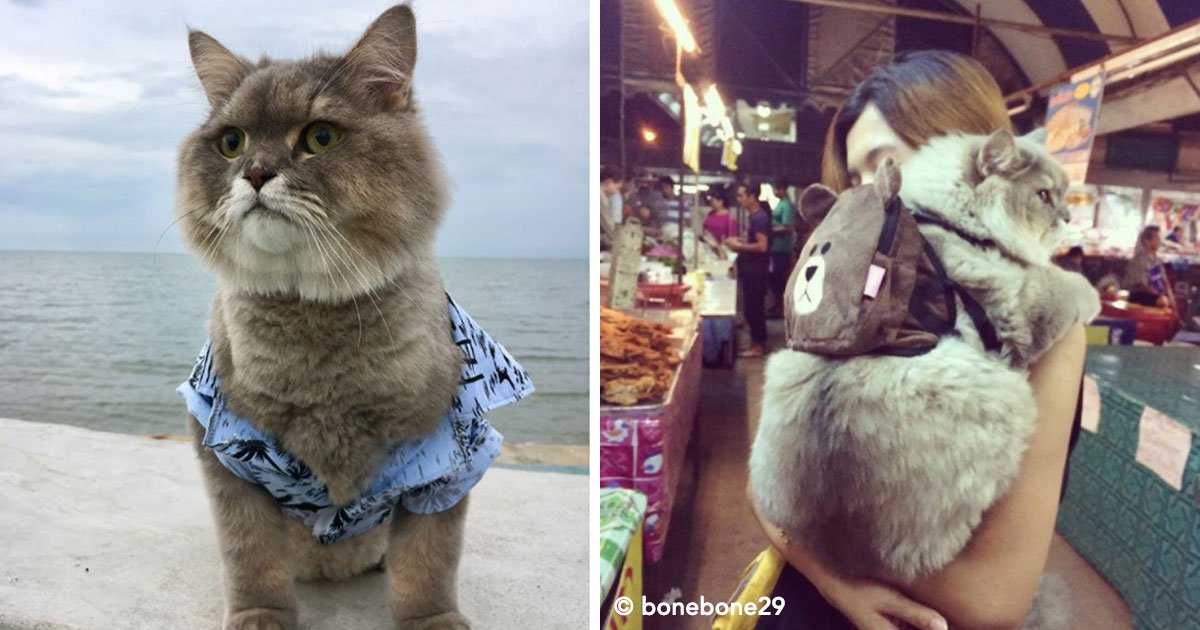 portada 8.jpg?resize=1200,630 - Un hermoso gatito llamado Bone Bone, de Tailandia le roba el corazón a todos los que lo conocen.