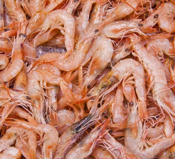 shrimp3