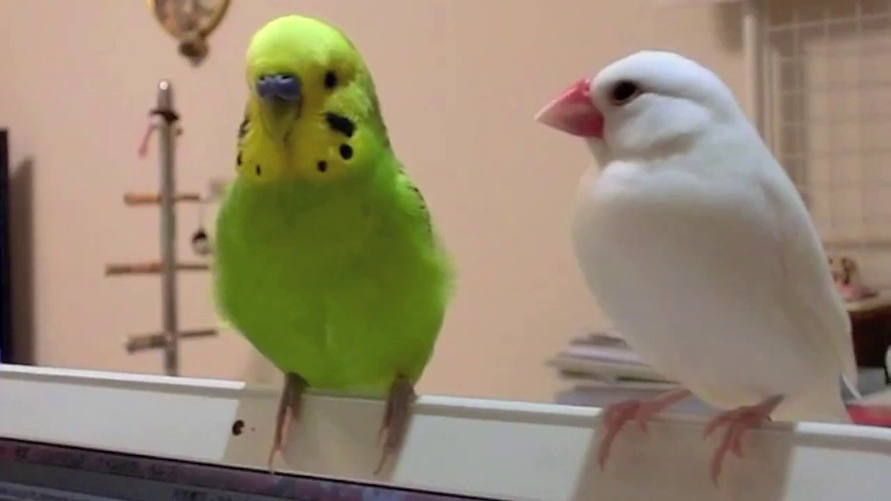 とにかく小さくて可愛い 文鳥の値段とか世話の仕方を解説します Hachibachi とにかく小さくて可愛い 文鳥の値段とか世話の仕方を解説します Hachibachi