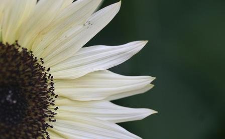 ひまわりの花言葉最近ではいろんな種類も Hachibachi