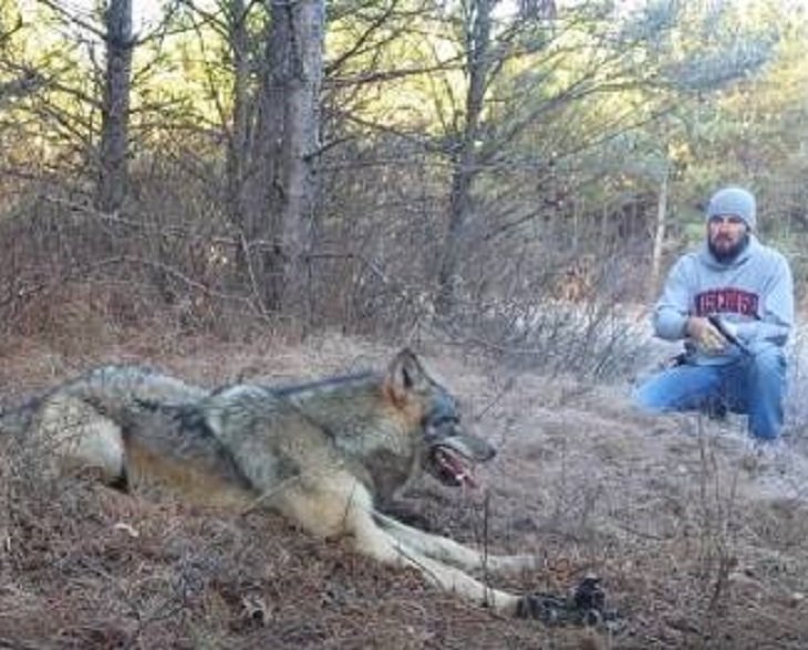 wolf2 1.jpg?resize=1200,630 - Un loup a été pris au piège dans les bois et un homme a décidé de le libérer sans aucune crainte