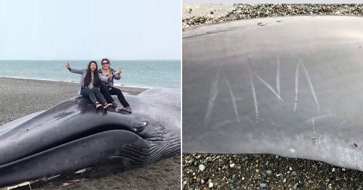 1 364.jpg?resize=412,232 - Hallan una ballena muerta en la orilla, la grafitean y se sacan selfies con ella