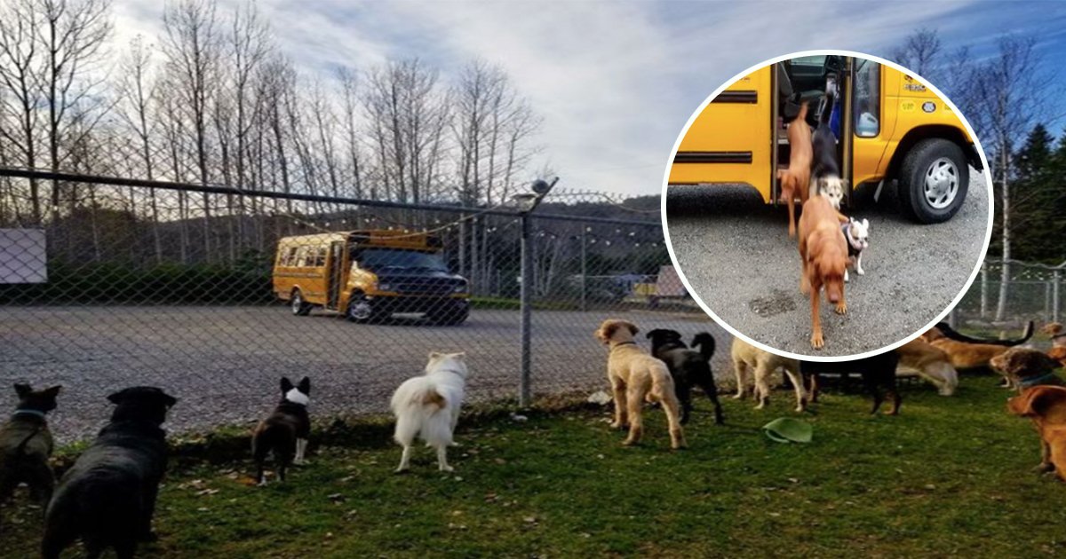 1ec8db8eb84ac 11.jpg?resize=412,232 - Canadá cria creche para cachorros com direito a ônibus escolar que pega os peludinhos em casa!