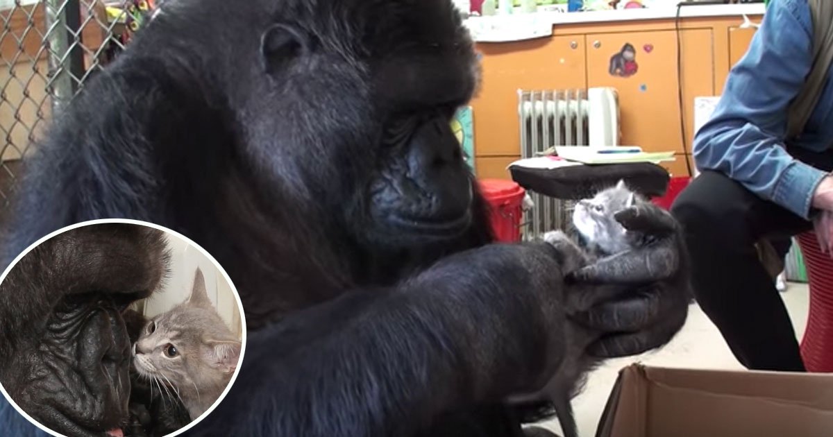 2ec8db8eb84ac 6.jpg?resize=412,232 - [Vidéo] Koko la femelle gorille est l'heureuse maman de deux chatons!