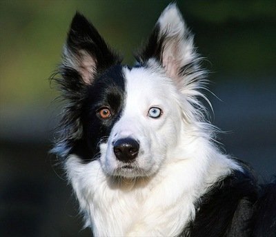 オッドアイ　犬에 대한 이미지 검색결과