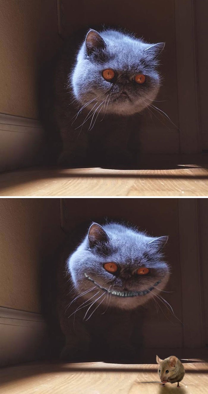 A Seemingly Disembodied Cat's Head A Seemingly Disembodied Cat