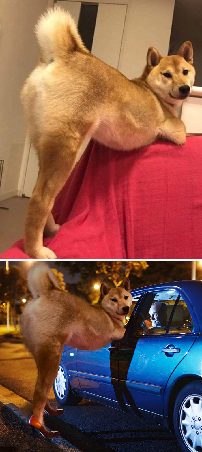 Shiba Inu Shiba Inu
