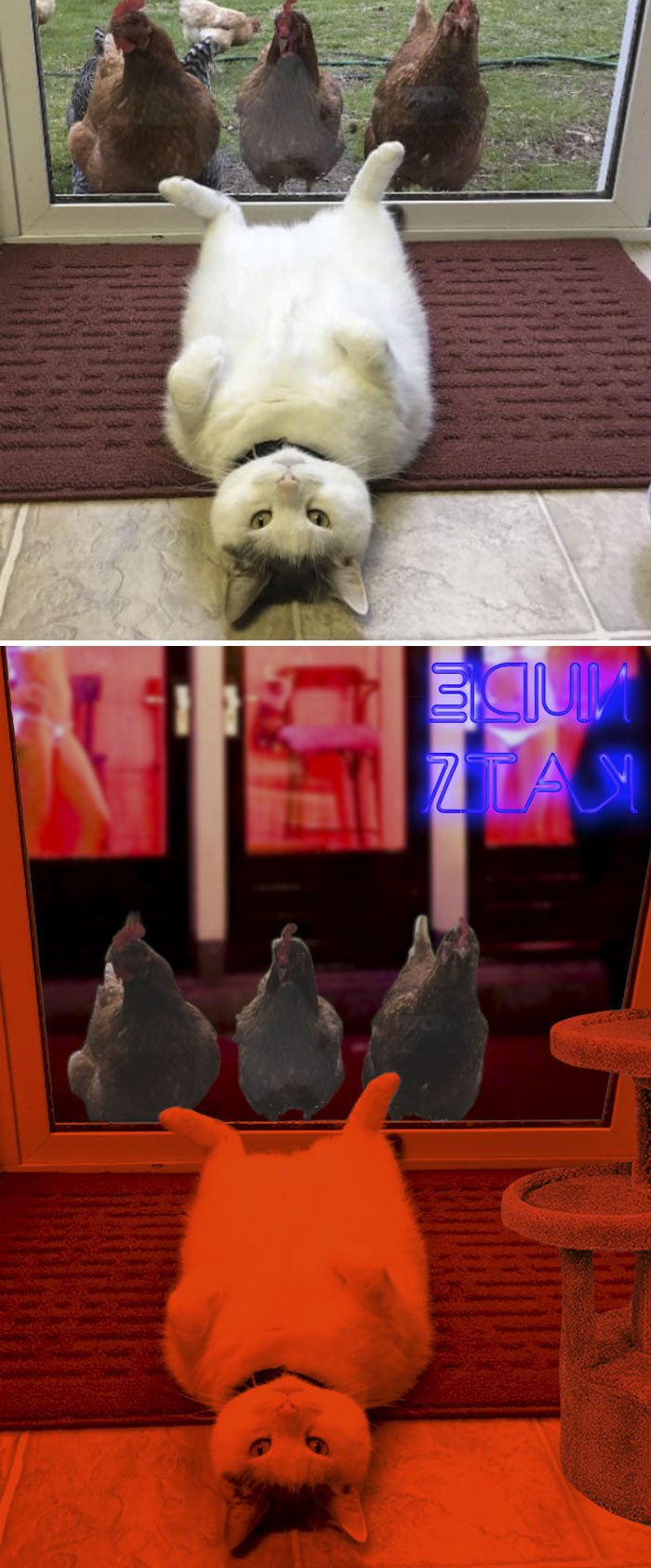 Cat And Chickens Cat And Chickens
