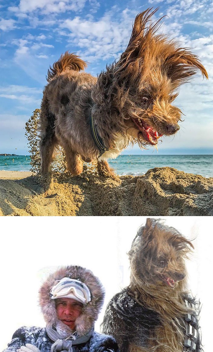 This Windswept Dog This Windswept Dog