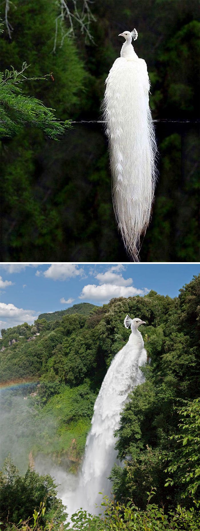 A White Peacock A White Peacock