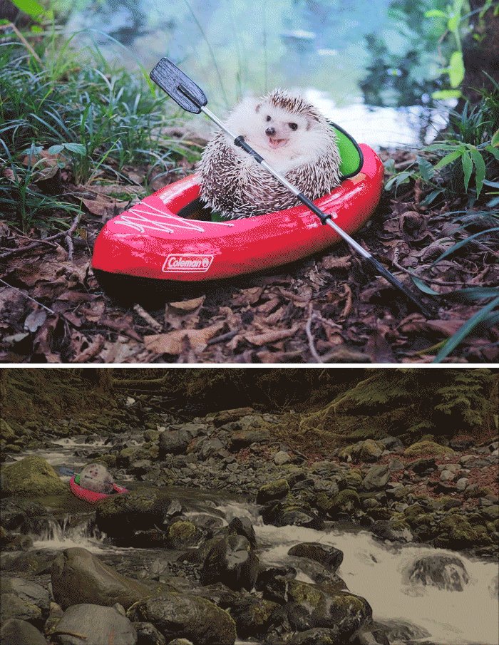 This Hedgehog Posing In A Tiny Kayak This Hedgehog Posing In A Tiny Kayak