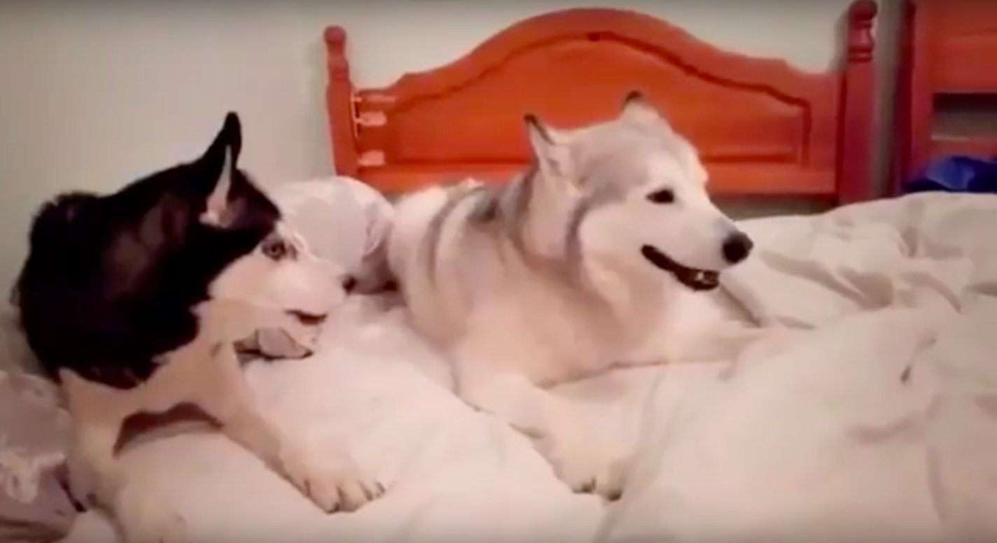 adorable-quarrel-between-two-puppies-2