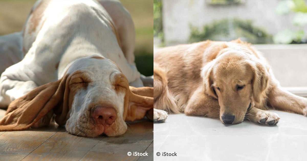 cover 109.jpg?resize=1200,630 - 7 posiciones de los perros cuando duermen y su significado