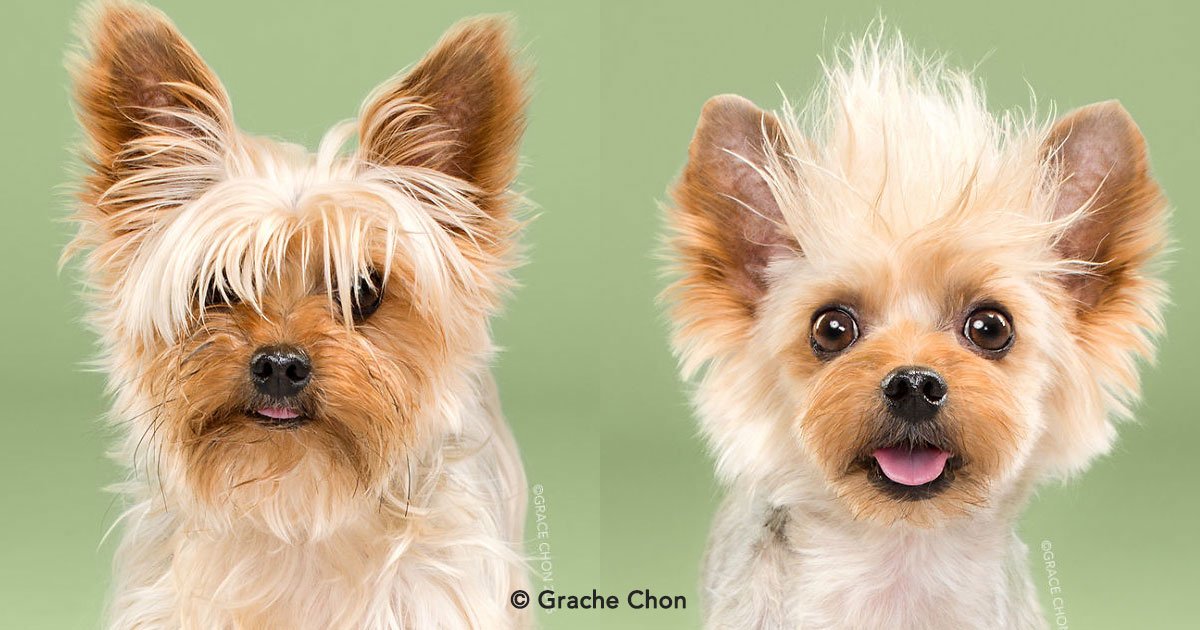 cover 32.jpg?resize=412,232 - 8 fotos de perritos antes y después de cortarse el pelo