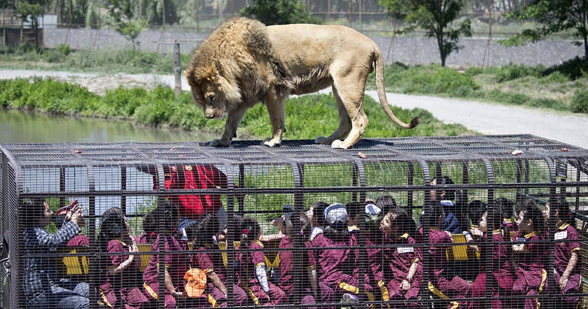 cover 47878.png?resize=412,275 - Este zoológico es algo único, las personas están en jaulas y los animales en libertad