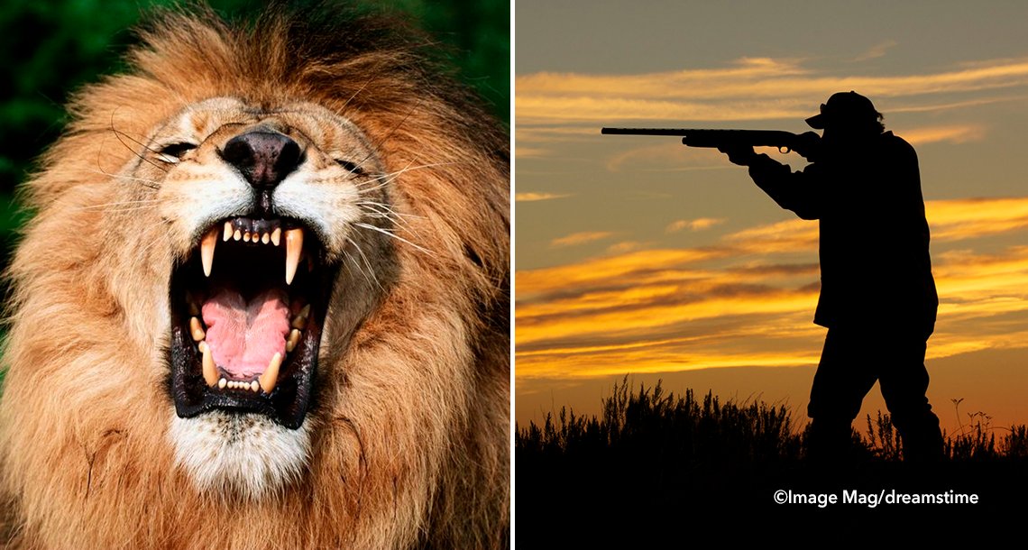 cover 4lion 1.png?resize=412,232 - Leones se devoran a un cazador infiltrado en una reserva sudafricana