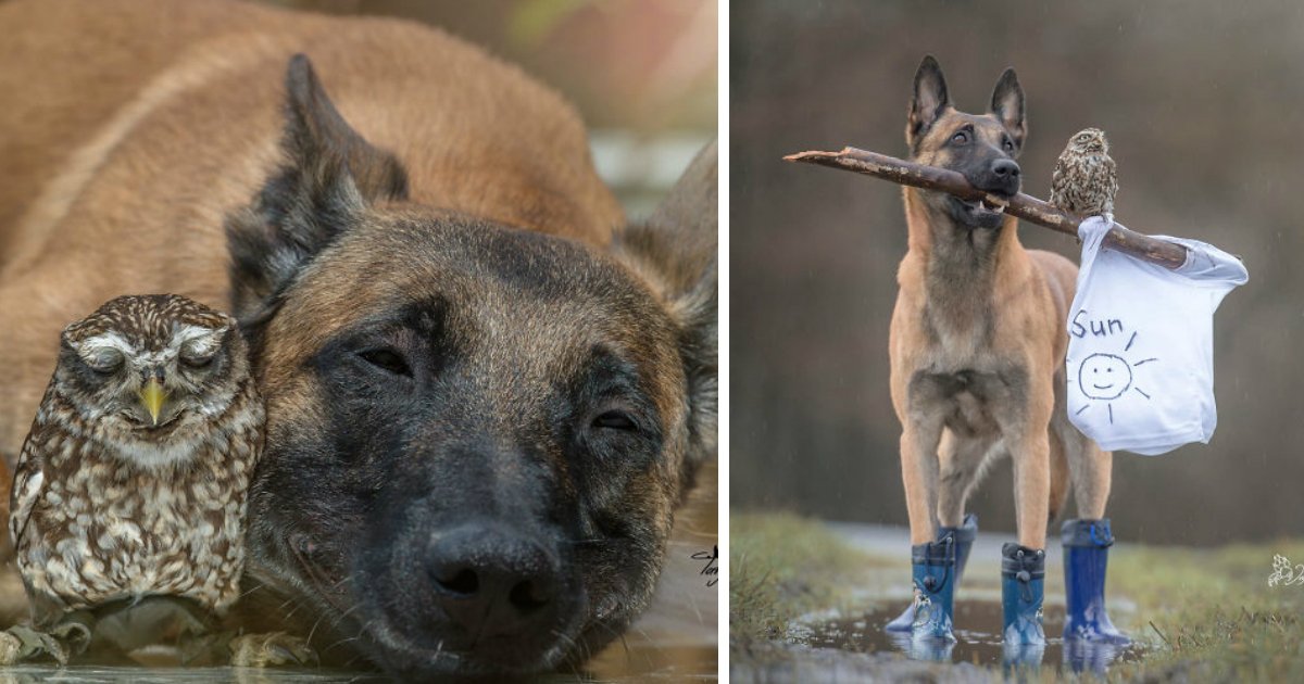 curuja.jpg?resize=412,275 - Esse cachorro é o melhor amigo de um grupo de corujas e suas fotos juntos são de derreter o coração!