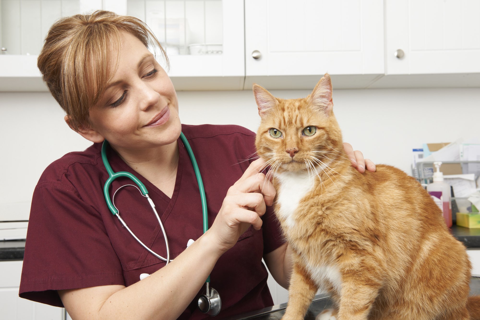Job De Reve On Recherche Un Calineur De Chat Professionnel Vonjour Job De Reve On Recherche Un Calineur De Chat Professionnel Vonjour
