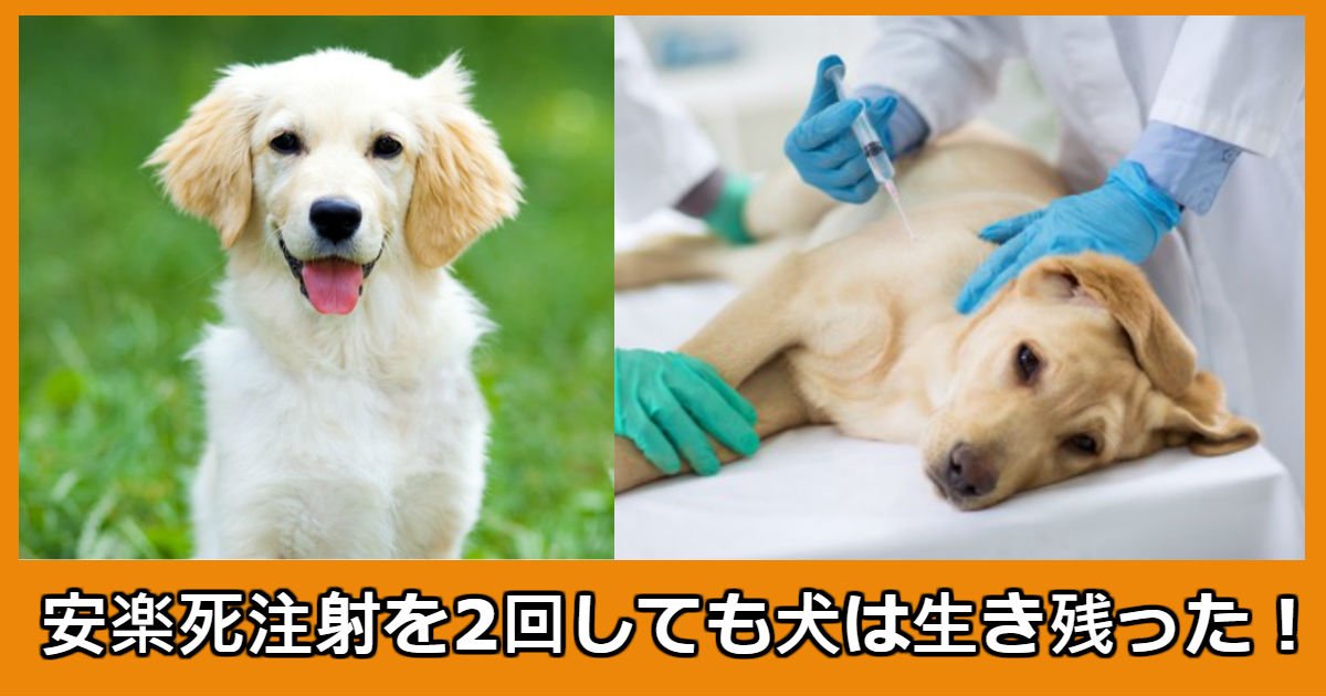 dog.jpg?resize=412,275 - 2度の安楽死注射をした犬に起きた奇跡