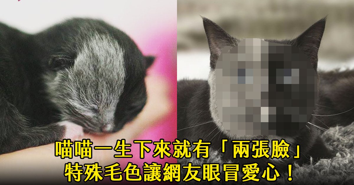 e69caae591bde5908d 1 39.png?fit=1024%2C538&ssl=1&strip=all - 生下來就有「兩張臉」的稀有喵喵，長大的模樣萌翻眾網友！