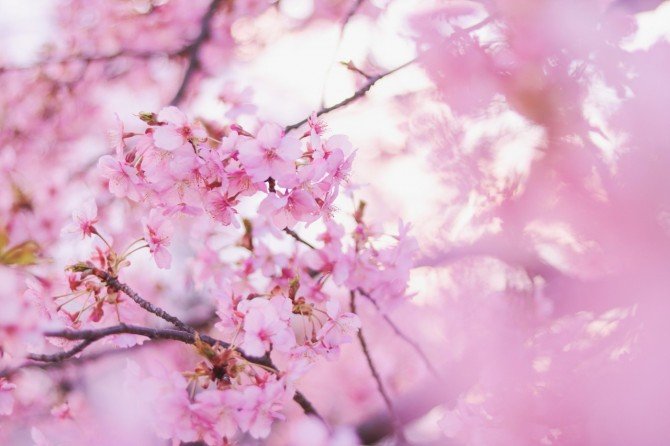 恋 桜