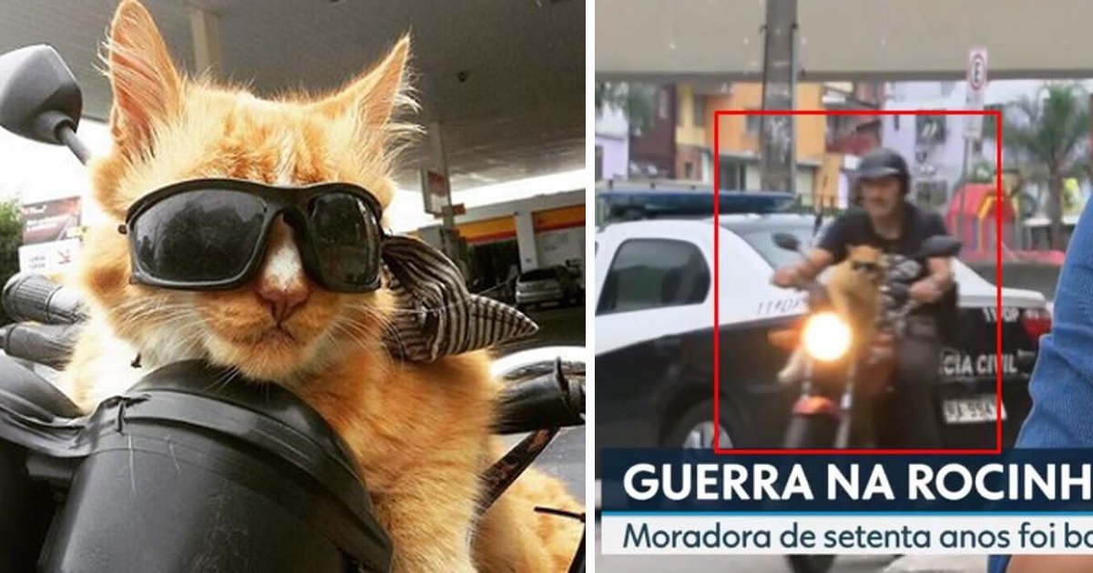 gato2111.jpg?resize=412,232 - Gato que usa óculos escuros e anda de moto é o mais novo fenômeno da internet