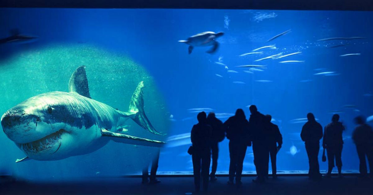 gggggggg.jpg?resize=1200,630 - Man Charged By Shark After Tapping On Aquarium Glass Display