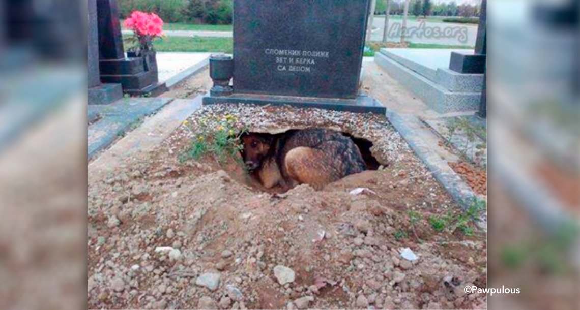 gsgsdg.png?resize=412,232 - Una perrita hace un hoyo en la tumba de su dueño, guardaba un secreto que sorprendió a todos