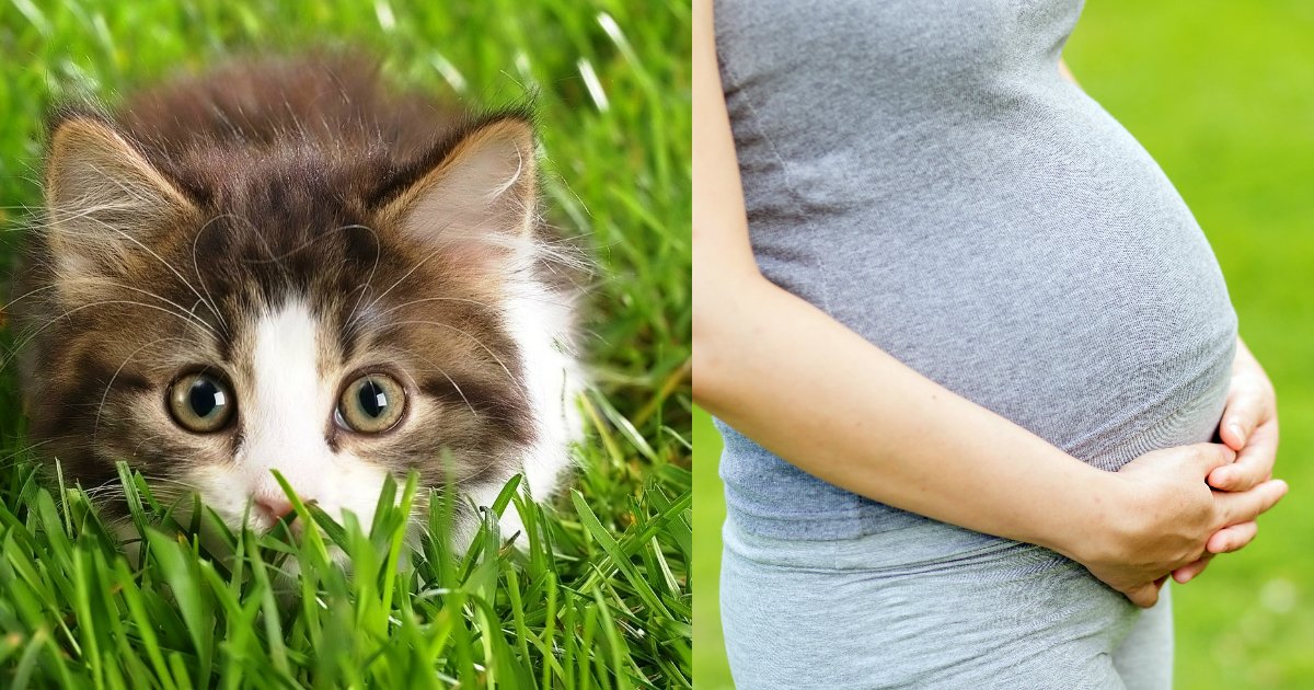 kitten.jpg?resize=412,232 - A Woman Gave 'Birth' To A Cat And Documented The Process In Photo Shoot