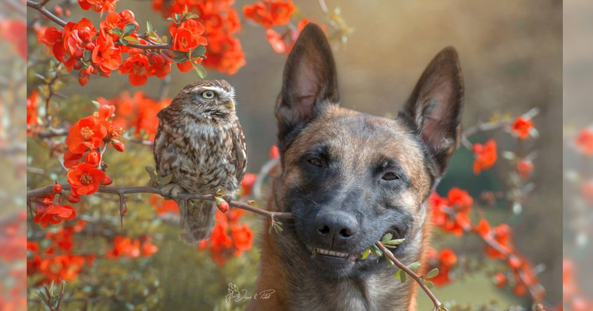 mainphoto chienchouette.jpeg?resize=412,232 - Un chien et des rapaces : une photographe capture leur étonnante amitié
