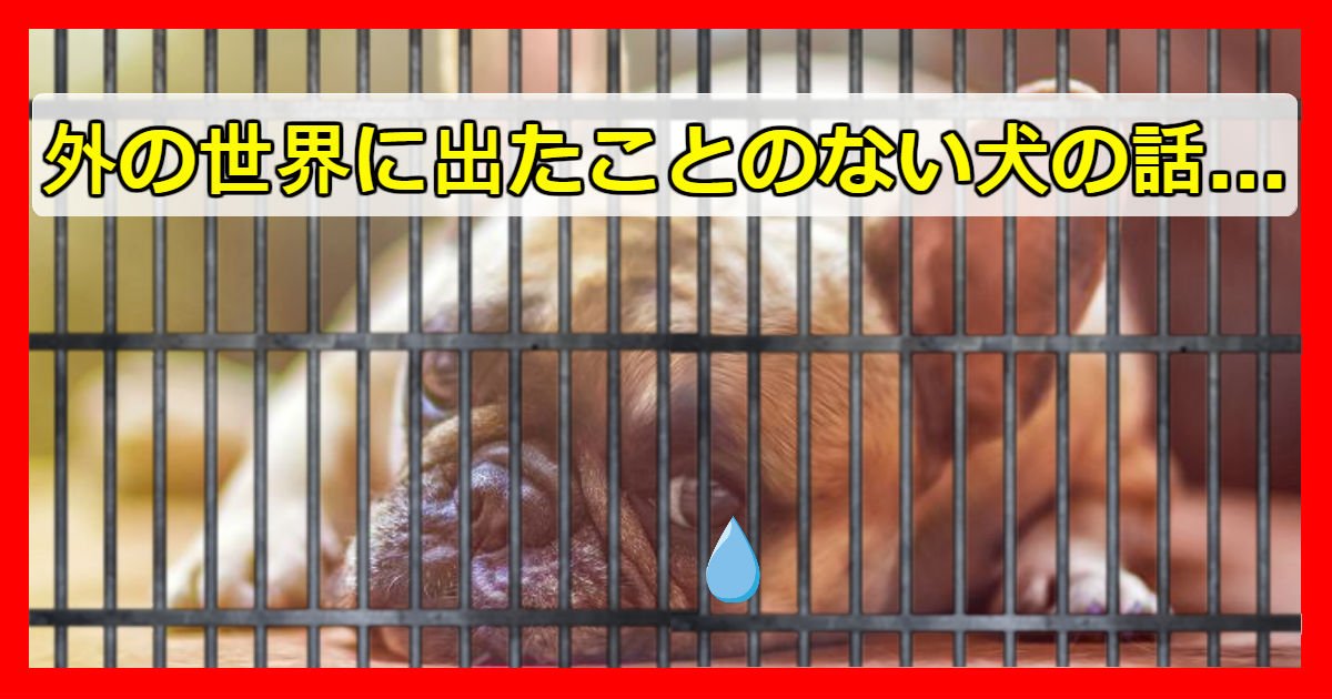 poor dog.jpg?resize=412,275 - 一生「小さな鉄格子」で閉じ込められて生きていた腰が曲がって一歩も歩けない犬