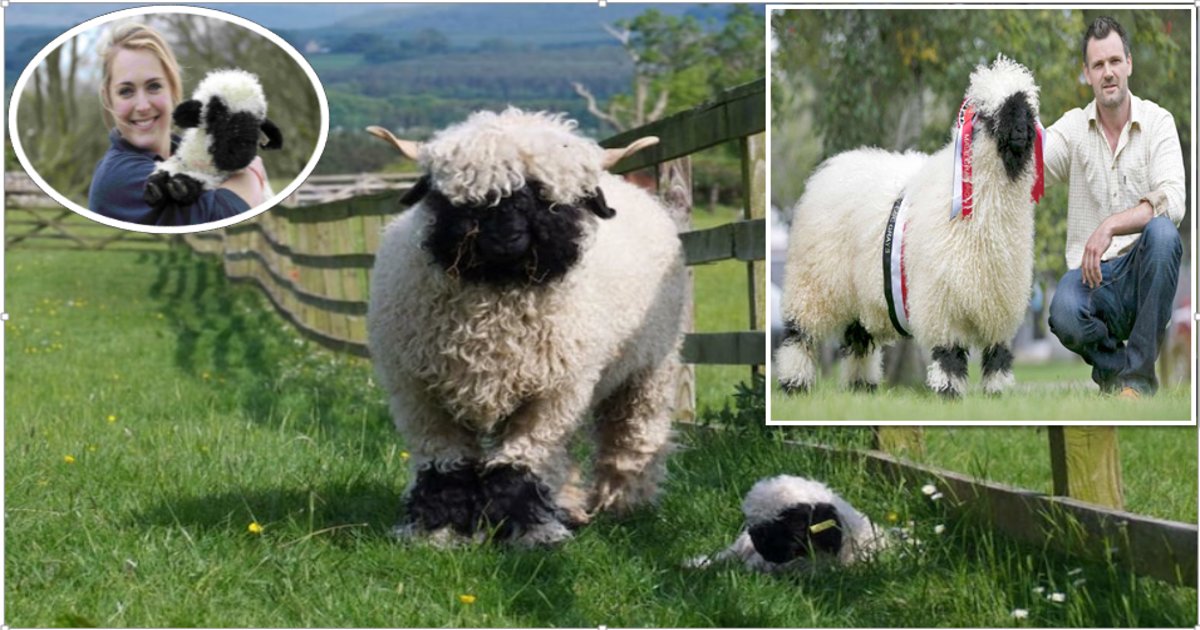 sheepthumb2.png?resize=1200,630 - Ces étranges moutons sont-ils mignons ou effrayants?