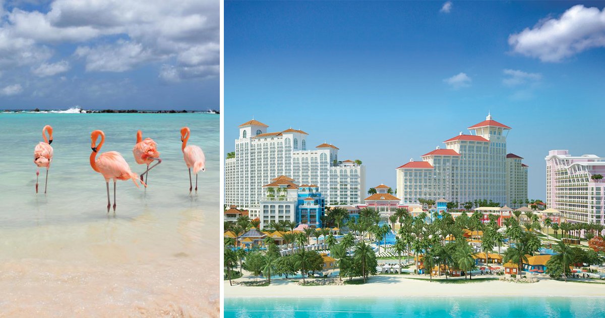 thumbnail5gy.png?resize=412,232 - Que tal ganhar dinheiro cuidando de flamingos nas Bahamas? Resort local está contratando!