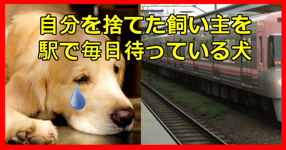 waiting dog.jpg?resize=412,275 - 自分を捨てた飼い主が戻ると思い、毎日電車を見てシッポを振る犬