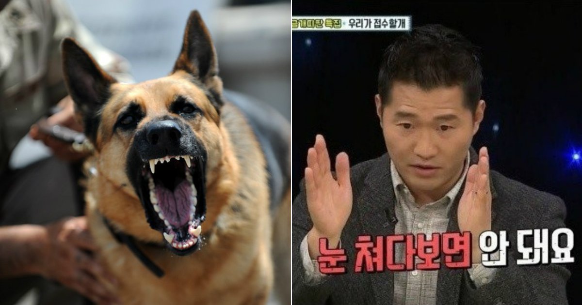 working dog 1781147 640.jpg?resize=412,275 - '개통령' 강형욱이 알려주는 ‘맹견’에 대처하는 방법과 자세.jpg