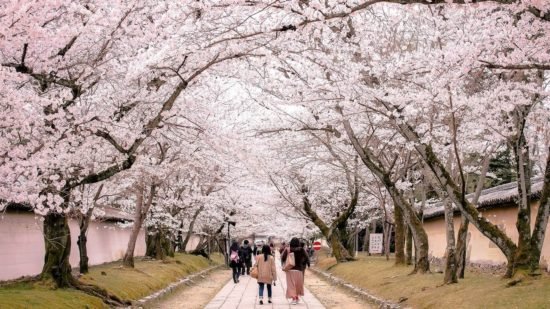 醍醐寺 桜