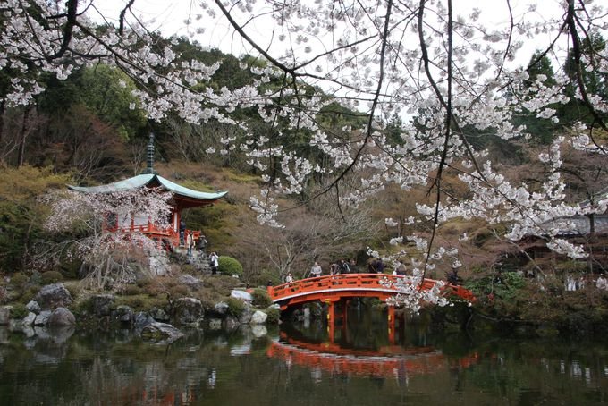 醍醐寺 桜