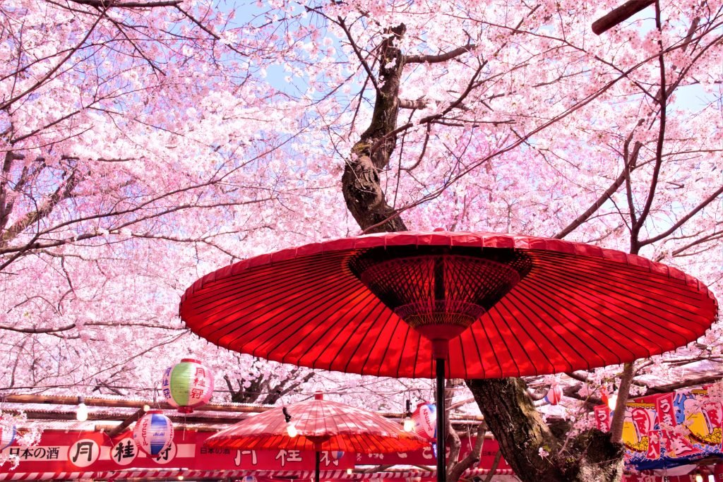 京都　桜