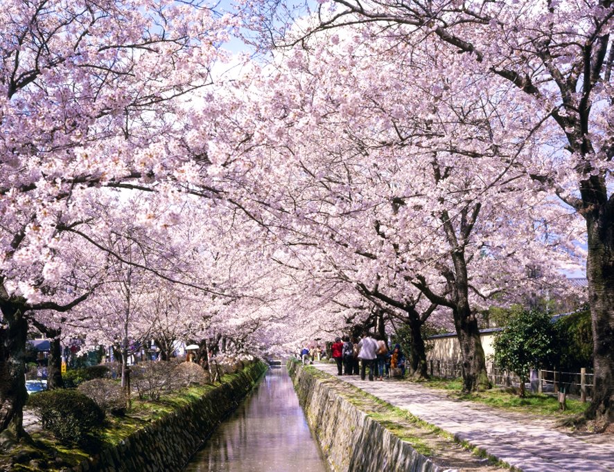 京都　桜