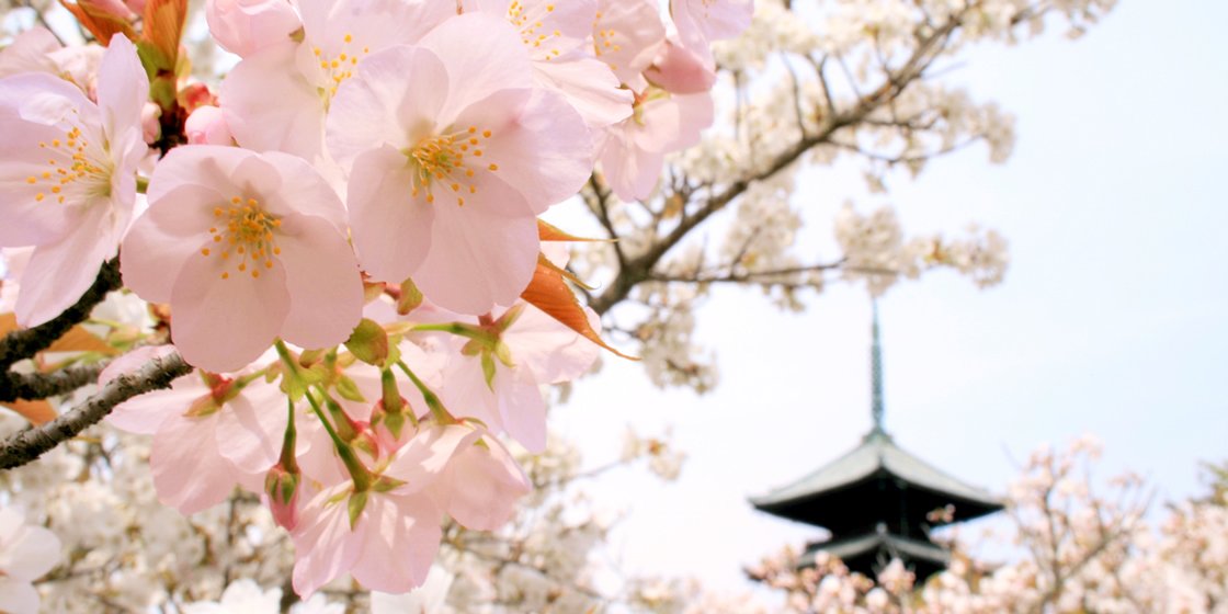 仁和寺　御室桜