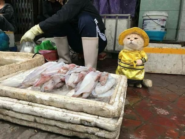 Le Quoc Phong