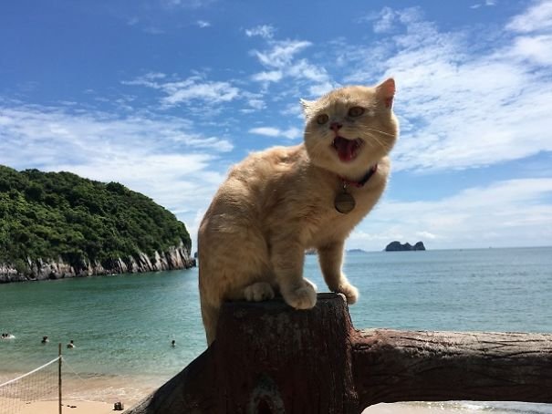 Le Quoc Phong